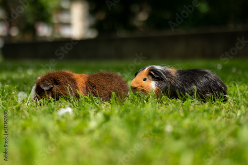 Guinea Pig on Grass. photo