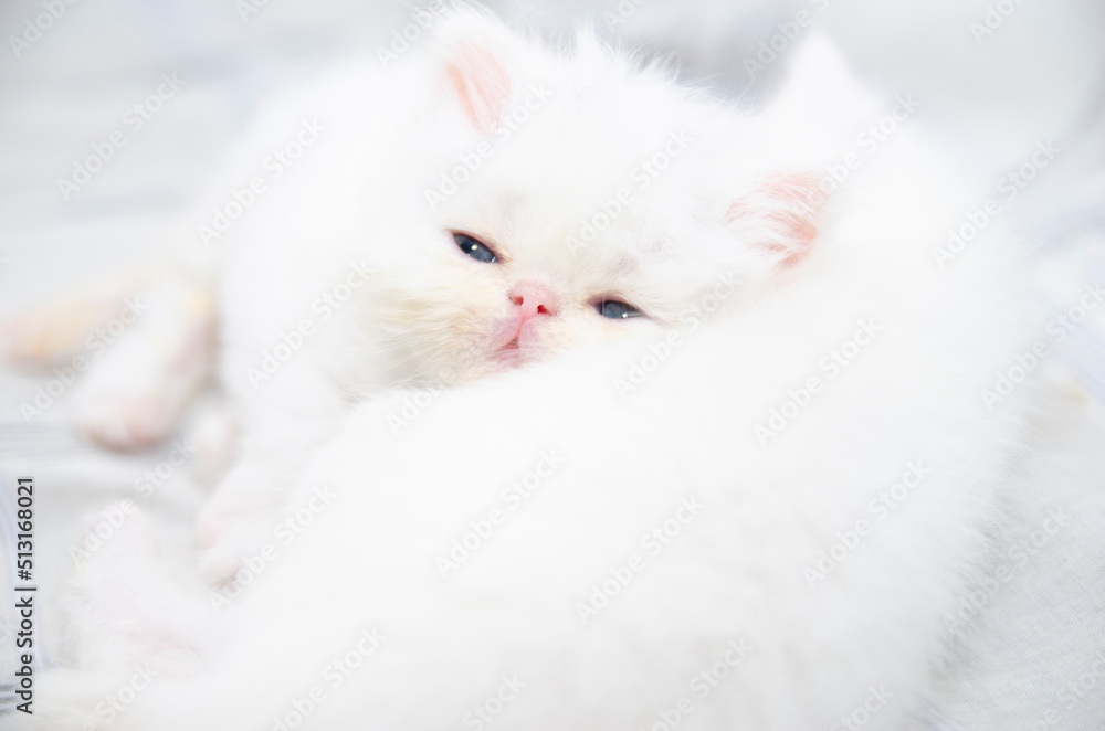 little persian cat kitten portrait little persian cat kitten portrait