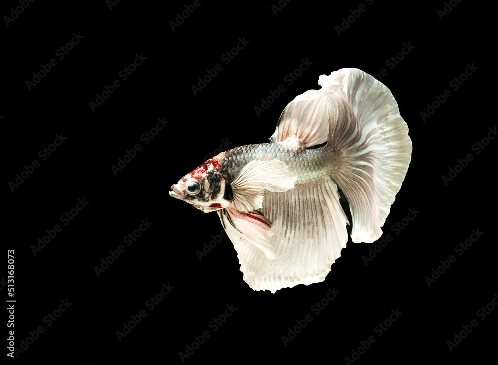 Siamese fighting fish (Halfmoon betta )isolated on black background. Siamese fighting fish (Halfmoon betta )isolated on black background.