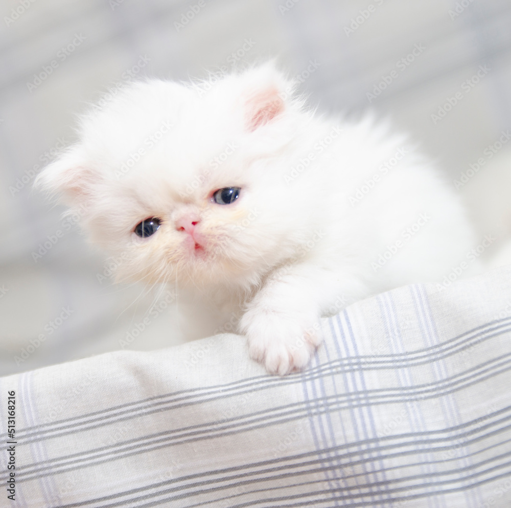 Fototapeta premium cute persian kitten portrait