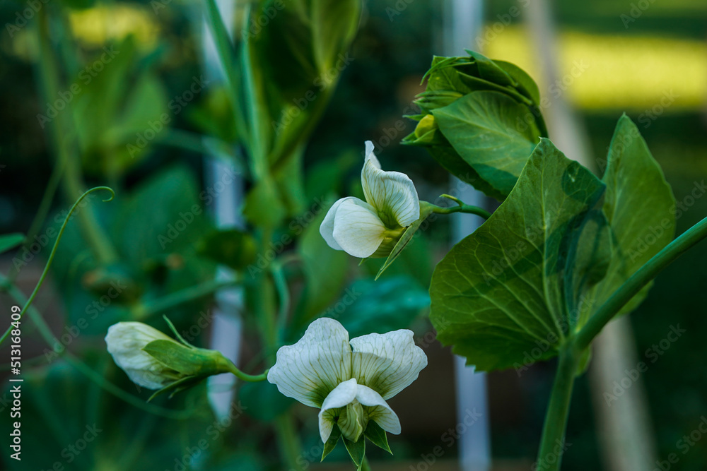 Snap peas growing in a raised bed outdoors. White flowers from a snap pea plant. Snap peas growing in a raised bed outdoors. White flowers from a snap pea plant.
