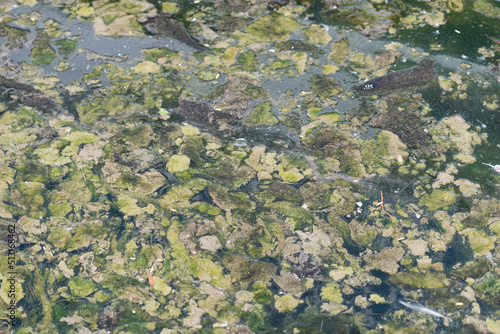 algae sludge on the surface of the lake