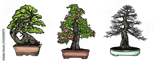 miniature bonsai trees in the pot - Hand drawn