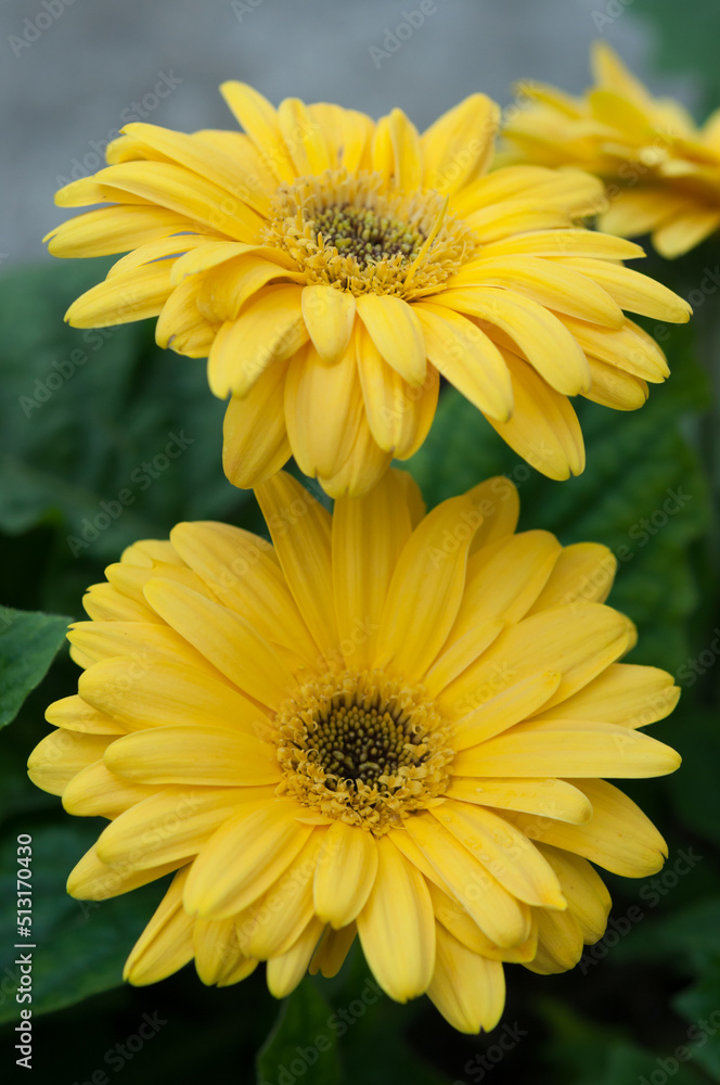 gerber daisy gerber daisy
