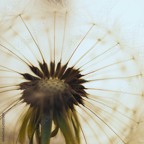 Fototapeta Naklejka Na Ścianę i Meble -  Dandelion head with parachutes closeup. Airy and fluffy floral picture. Square summer light illustration with blowball pappus. Macro