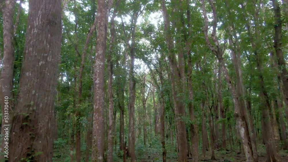 Low angle drone moves straight ahead through the trees in the dense forest. Low angle drone moves straight ahead through the trees in the dense forest.