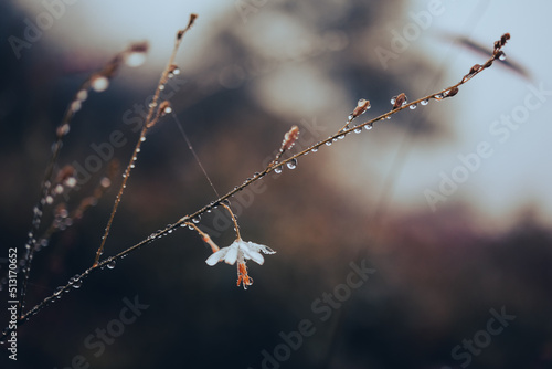 A lonely branch with flower with dew drops on a gloomy day