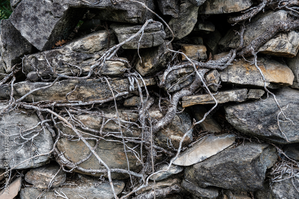 rock texture or background in nature.
rock texture or background in nature.