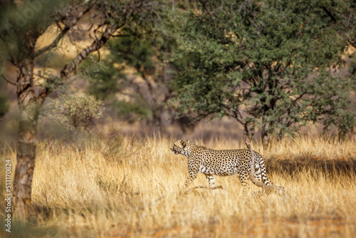 Cheetah walking in dry savannah in Kgalagadi transfrontier park  South Africa   Specie Acinonyx jubatus family of Felidae