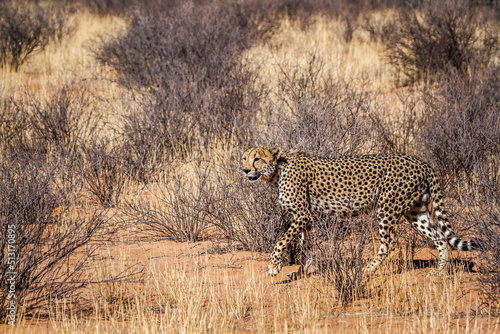 Cheetah walking in dry land in Kgalagadi transfrontier park, South Africa ; Specie Acinonyx jubatus family of Felidae