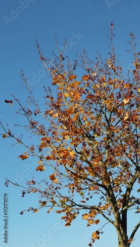 Autumn tree with sky © Adam