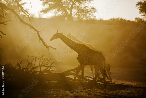 Giraffe walking backlit in morning light in Kgalagadi transfrontier park, South Africa   Specie Giraffa camelopardalis family of Giraffidae © PACO COMO
