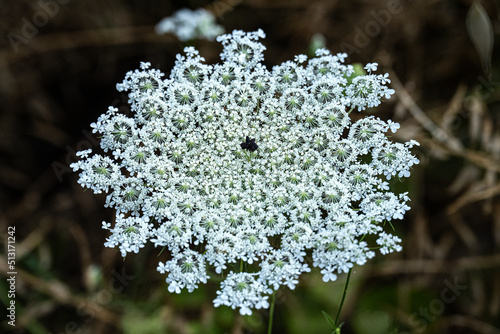 Umbelliferous flowered open in the foreground. photo