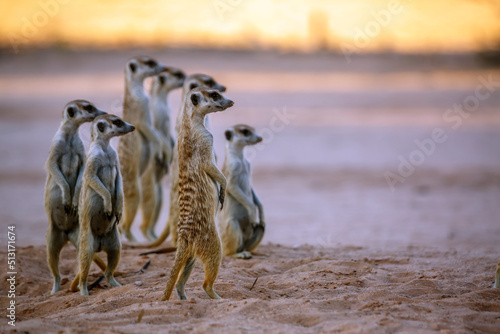 Smalll group of Meerkats in alert in Kgalagadi transfrontier park, South Africa; specie Suricata suricatta family of Herpestidae photo