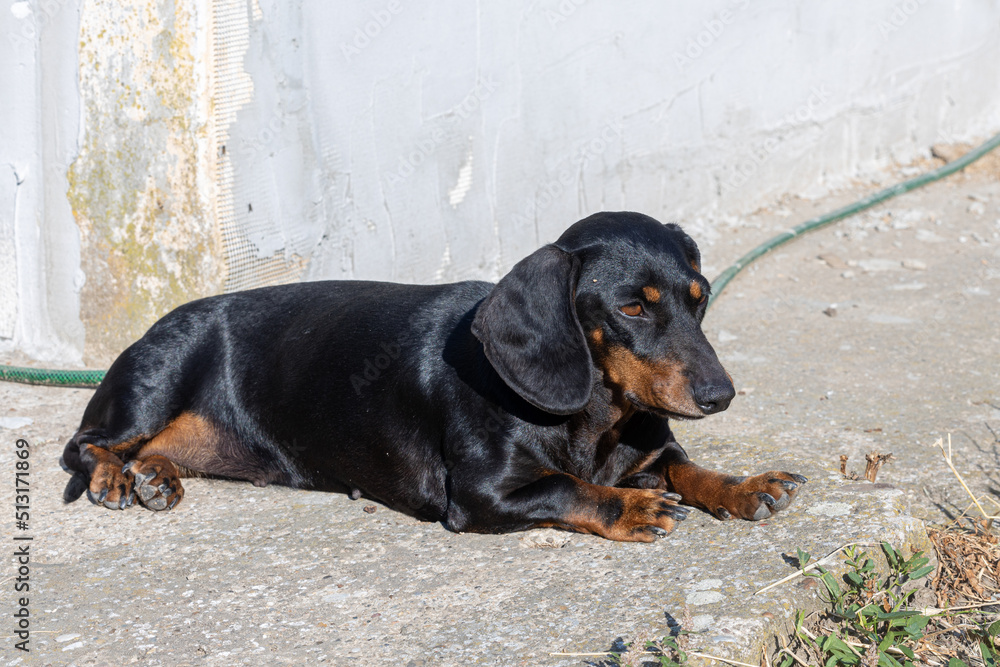 Black dachshund laying on the backyard