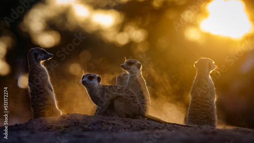 Meerkat family at sunset in dust in Kgalagadi transfrontier park, South Africa; specie Suricata suricatta family of Herpestidae