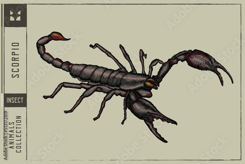 Black Scorpio Vector illustration - Hand drawn
