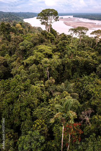 A large tree rises above the Amazonian canopy along the Rio Napo in Ecuador's Yasuni National Park photo