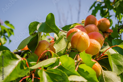 Apricot fruits illuminated by the morning sun. Ripe apricot fruits illuminated by the morning sun during harvest in a private orchard. photo