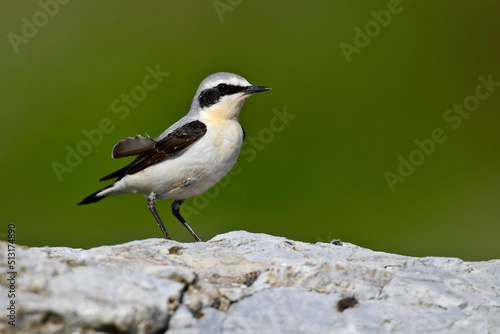 Принти на полотні Northern wheatear // Steinschmätzer (Oenanthe oenanthe)