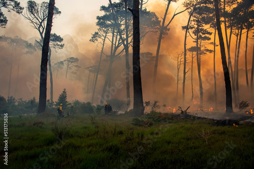 Fototapeta Naklejka Na Ścianę i Meble -  Firefighter approaches forest fire