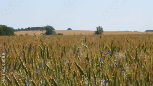 field of wheat under wind