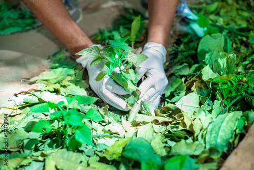 Fotografi Hand with gloves planting tree in soil outdoor garden activity