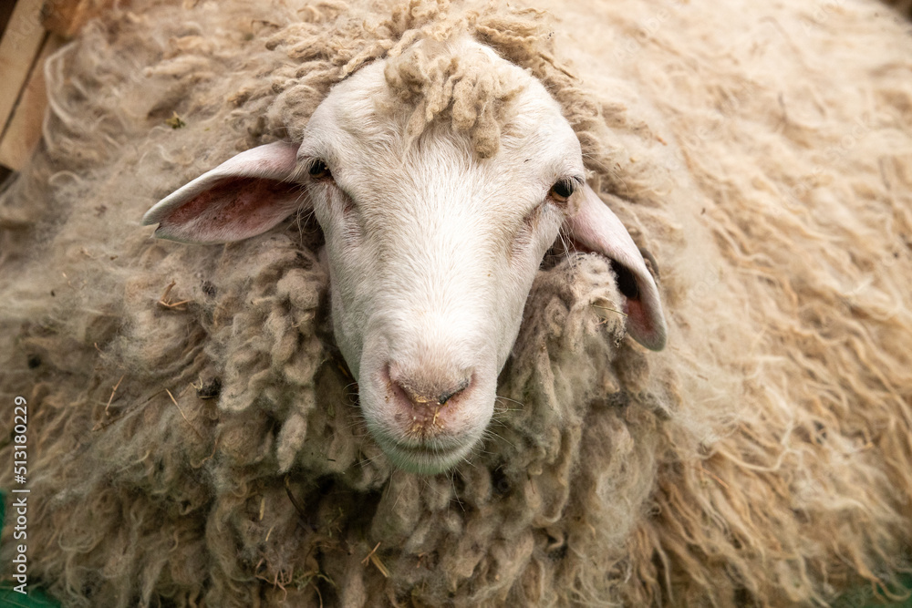 Merino sheep on an Australian farm. Breeding queens of pure breed Dzhalginsky merino. Close-up Merino sheep on an Australian farm. Breeding queens of pure breed Dzhalginsky merino. Close-up