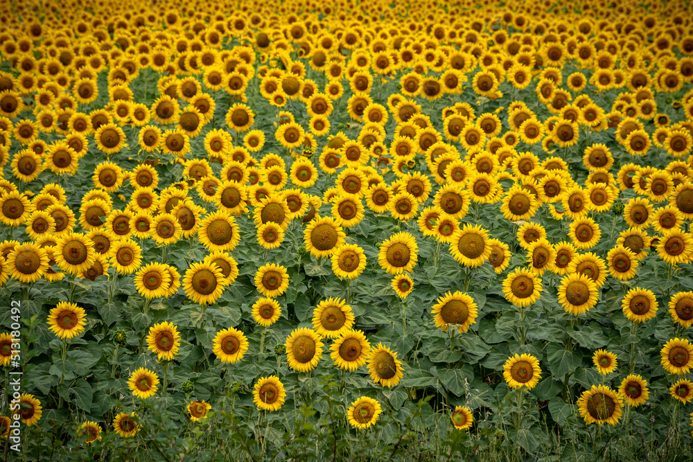 A field of blooming sunflowers in Lombardy Italy. A field of blooming sunflowers in Lombardy Italy.