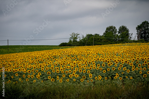 A field of blooming sunflowers in Lombardy Italy.