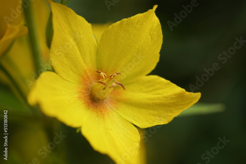Close-up of a yellow flower of the dotted loosestrife large yellow loosestrife circle flower or spotted loosestrife (Lysimachia punctata)