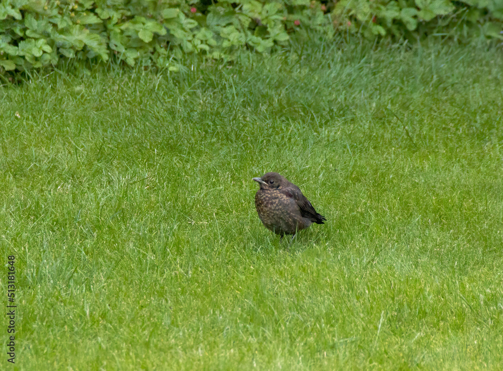 A juvenile Eurasian Blackbird (Turdus merula) in a garden in Suffolk, UK A juvenile Eurasian Blackbird (Turdus merula) in a garden in Suffolk, UK