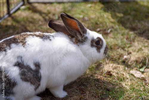 A fluffy rabbit grazes on green grass. Cute pet.