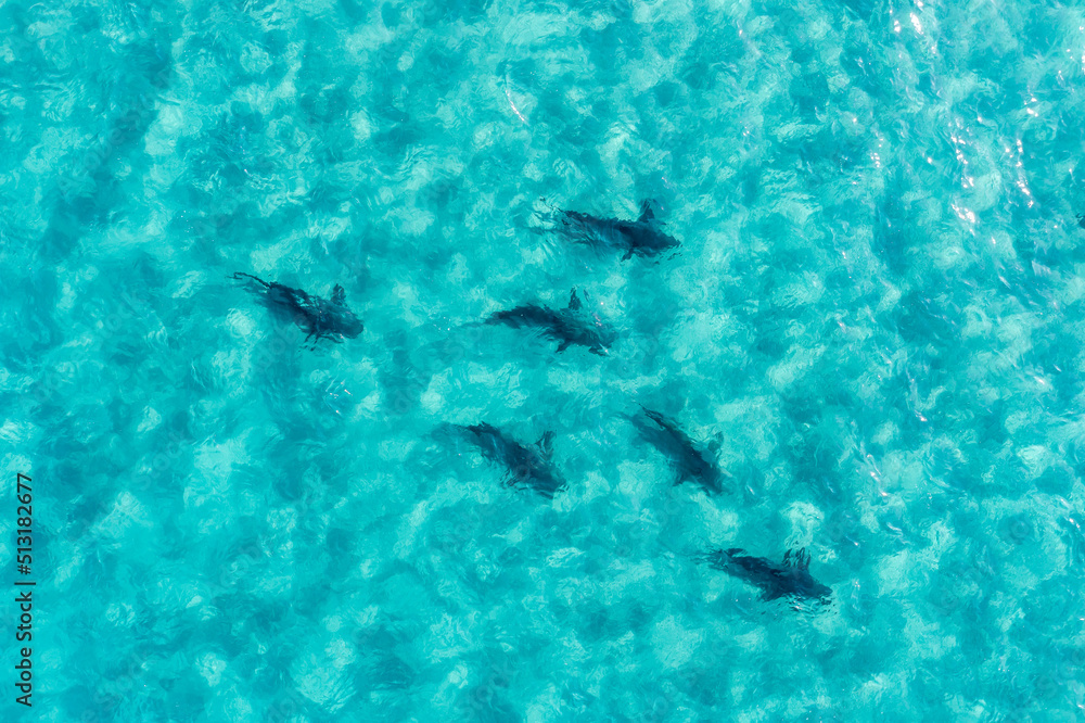 Obraz premium A flock of sharks swim in clear, shallow turquoise waters