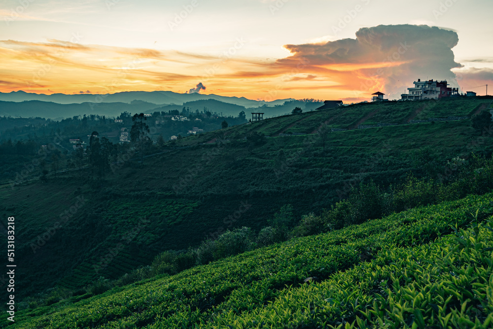 Fototapeta premium A sunrise view of Ooty with tea plantations