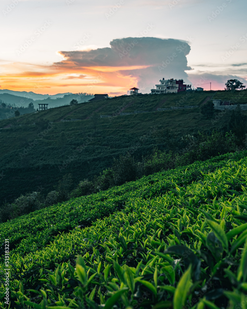 A sunrise view of Ooty with tea plantations