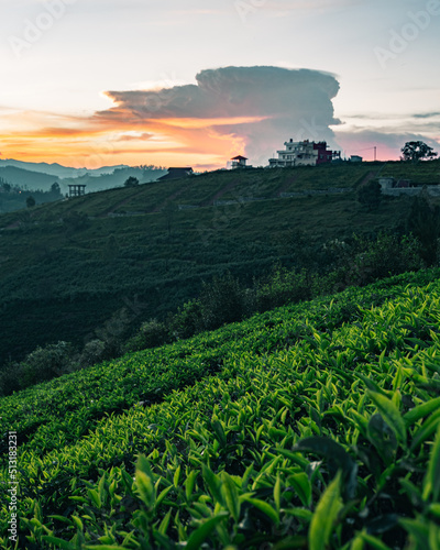 A sunrise view of Ooty with tea plantations