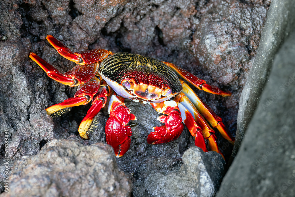 Red crab at rocky coast of La Palma, Canary Islands Red crab at rocky coast of La Palma, Canary Islands