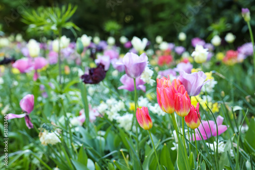 Many beautiful tulip flowers growing outdoors  closeup. Spring season