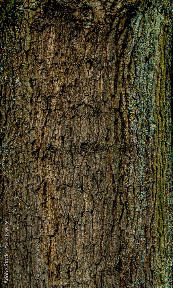 Obraz premium bark of a tree
