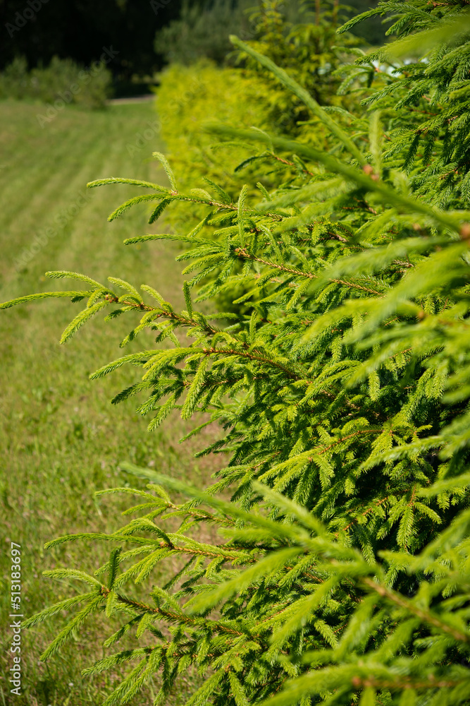 Fir tree brunch close up. Shallow focus. Fluffy fir tree brunch close up. Christmas wallpaper concept. Copy space. Fir tree brunch close up. Shallow focus. Fluffy fir tree brunch close up. Christmas wallpaper concept. Copy space.