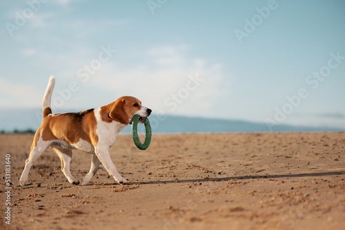 English Beagle dog with ring toy in mouth running on beach.