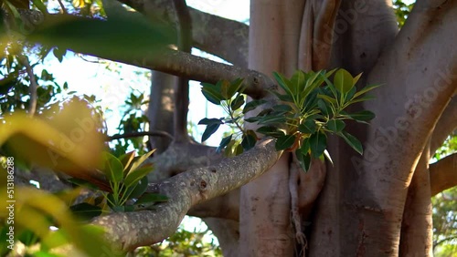 tree in the forest