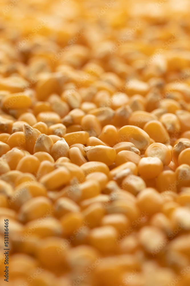 close-up of popcorn seeds, macro with focus on the centre of the image and out of focus in the rest of the image close-up of popcorn seeds, macro with focus on the centre of the image and out of focus in the rest of the image