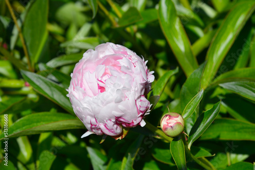Obraz na plátne Peony Sarah Bernhardt