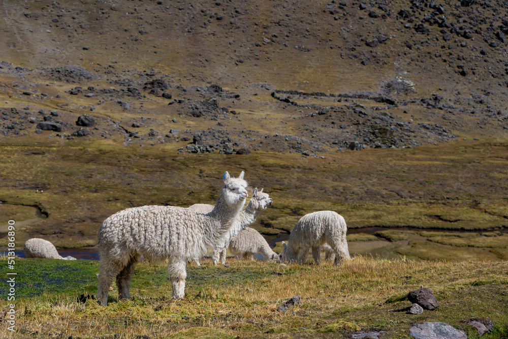Fototapeta premium White alpacas in the Andes of Peru.
