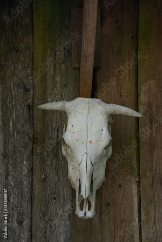 skull of a cow on a wooden wall. front view