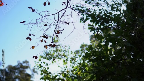 tree in the sky