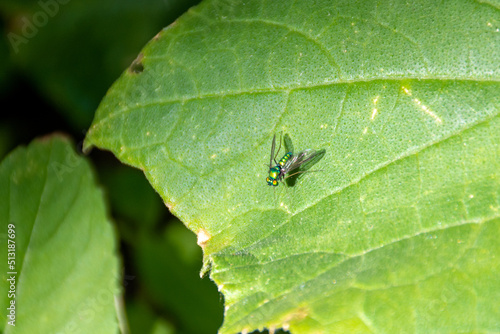 A bright green fly rests on a cucumber leaf in a garden
