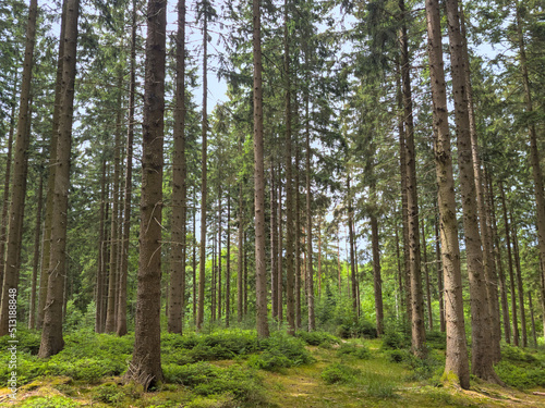 Pine trees on sunny day against blue sky